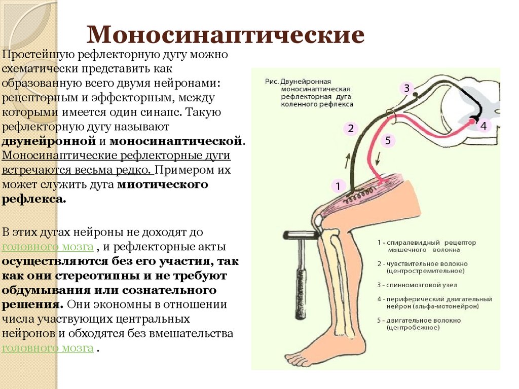 Рефлексы нижних конечностей. Рефлекторная дуга коленного рефлекса. Моносинаптический рефлекс спинного мозга. Рефлекторная дуга на примере коленного рефлекса. Моносинаптические рефлексы физиология.