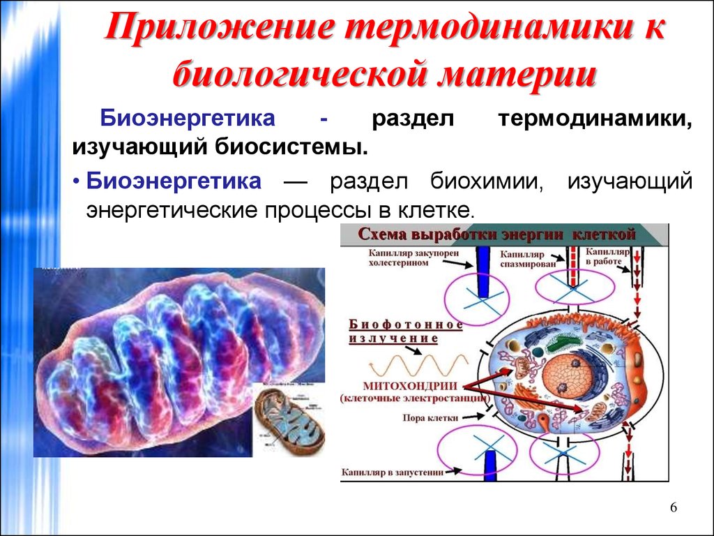 Процессы живого. Термодинамика биологических процессов. Термодинамика в биохимии. Биоэнергетика биохимия. Термодинамики система биология.