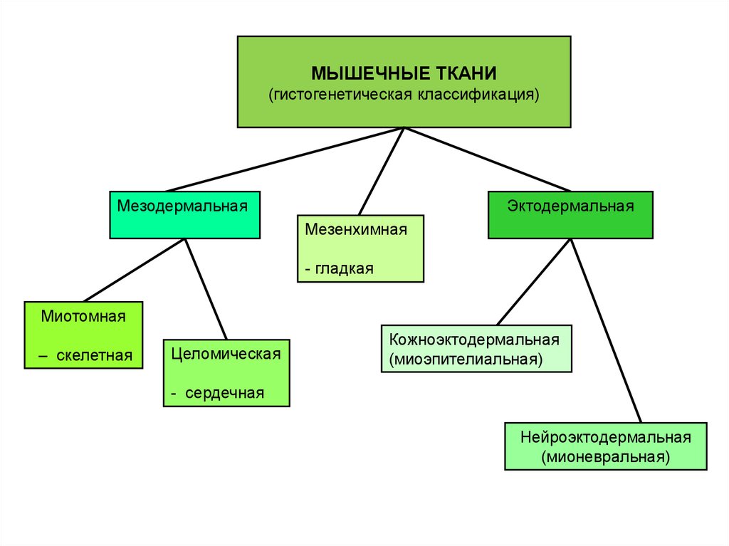 Скелетная мышечная ткань — Википедия