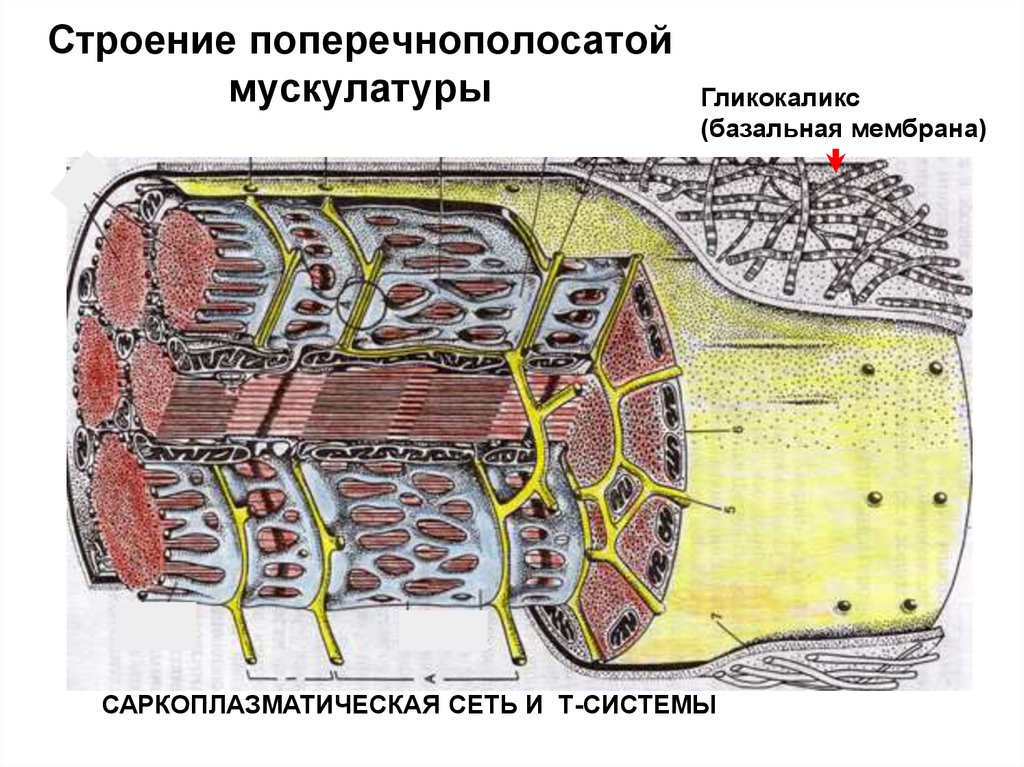 Гладкий саркоплазматический ретикулум исчерченных мышц обеспечивает. Саркоплазматический ретикулум строение. Цистерны саркоплазматического ретикулума. Саркоплазматический ретикулум мышечного волокна. Саркотубулярная система мышечного волокна.