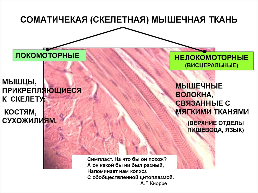 Ткань языка. Мышечное волокно Симпласт гистология. Скелетная мышечная ткань Симпласт. Симпласт Скелетная мышечная ткань языка. Симпласт мышечные волокна скелетной мышечной ткани.