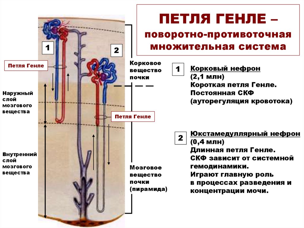 Рассмотри рисунок и закончи текст вписав или выбрав нужные термины в корковом слое почки находится