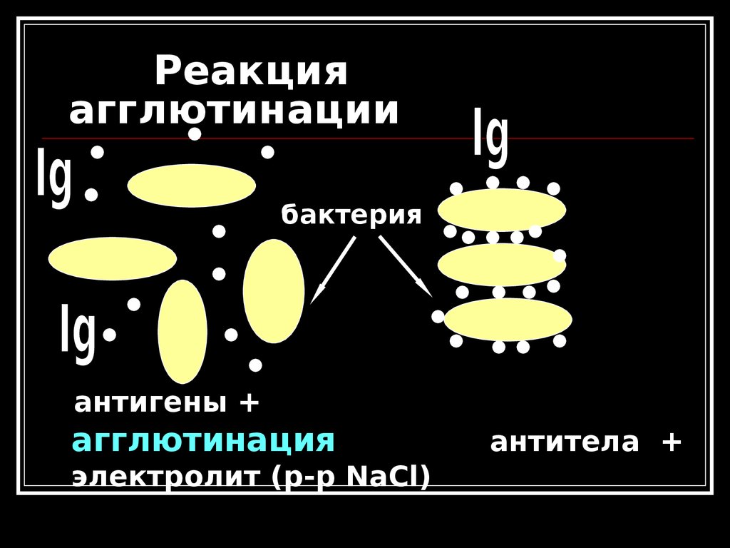 Методы реакции агглютинации. Реакция агглютинации микробиология. Реакция агглютинации. Моноклональные антитела. Ориентировочная реакция агглютинации схема. Реакция агглютинации микробиология механизм.