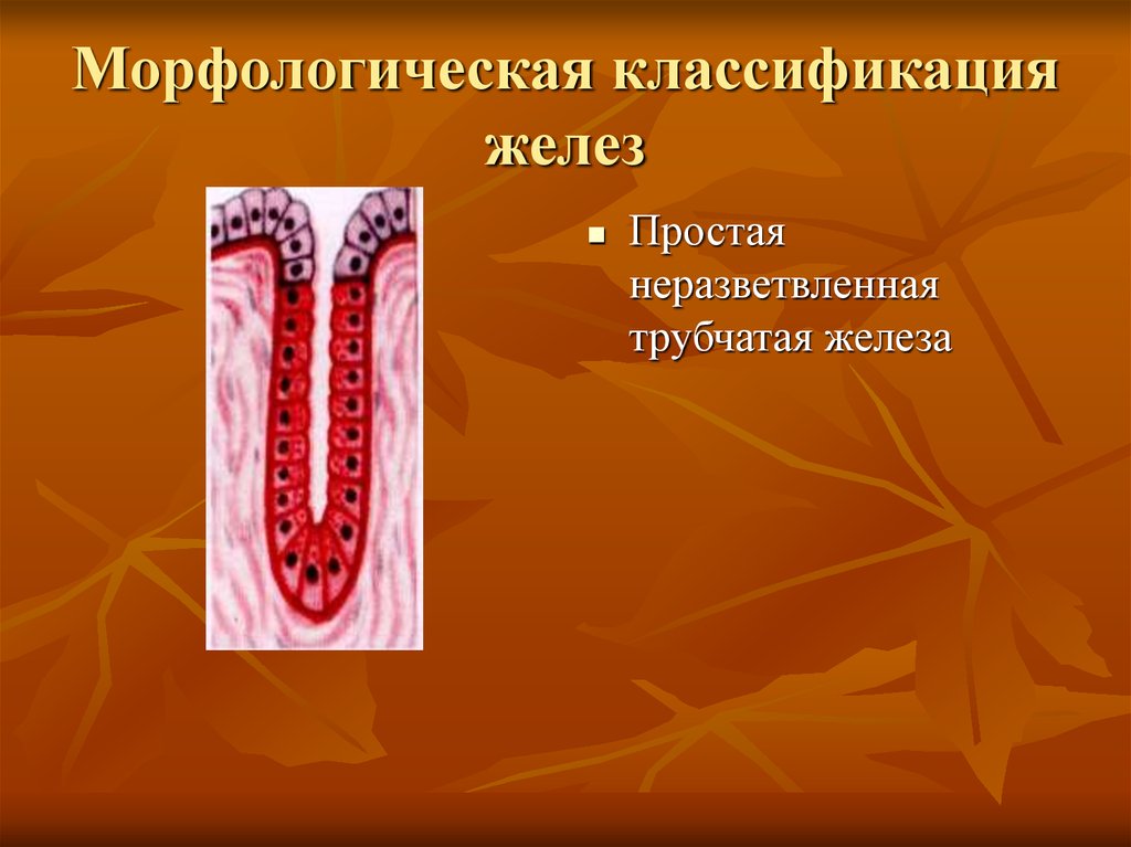 Трубчатая железа. Простая неразветвлённая трубчатая неразветвленная железа. Морфологическая классификация желез. Простая трубчатая железа.