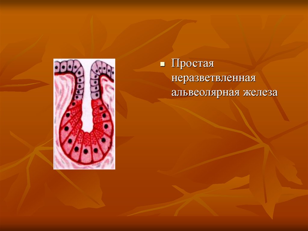 Простая железа. Простая альвеолярная железа. Простая неразветвленная железа. Простая неразветвленная альвеолярная железа кожа лягушки. Простая альвеолярная неразветвленная.