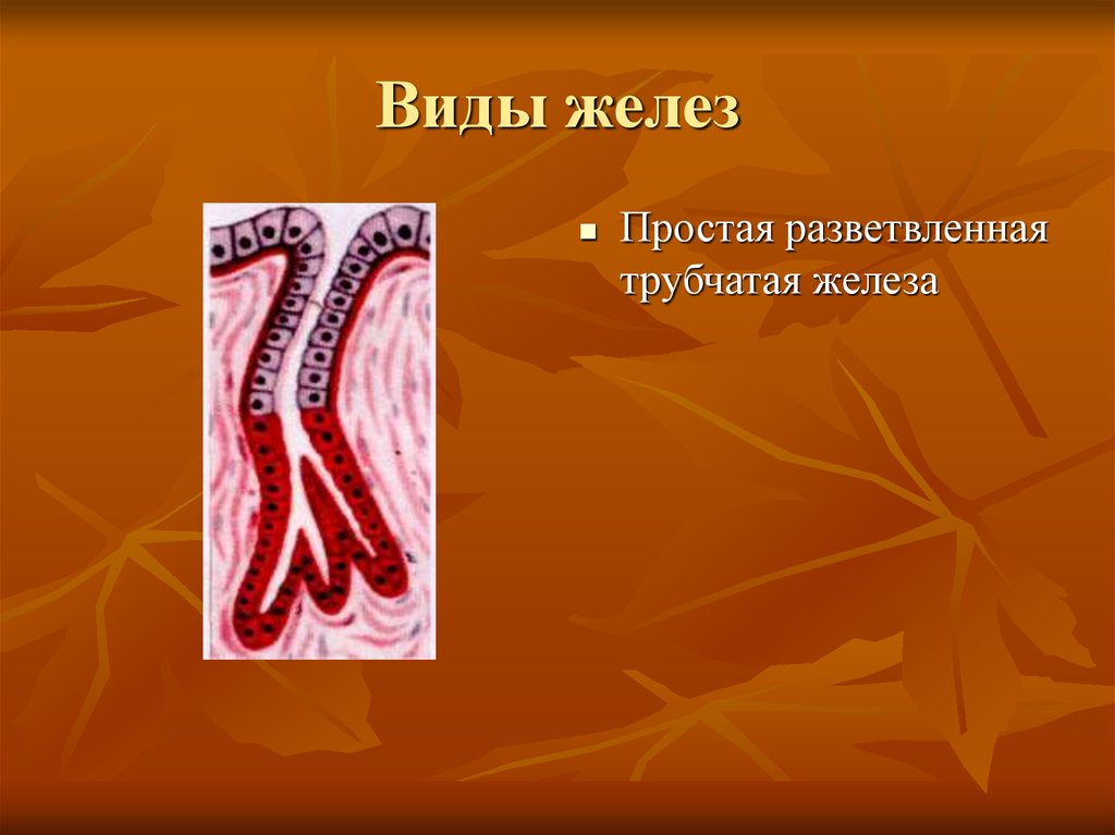 Трубчатая железа. Простые разветвленные трубчатые железы. Простая разветвленная железа. Простая разветвленная альвеолярная железа. Простая неразветвленная трубчатая железа.