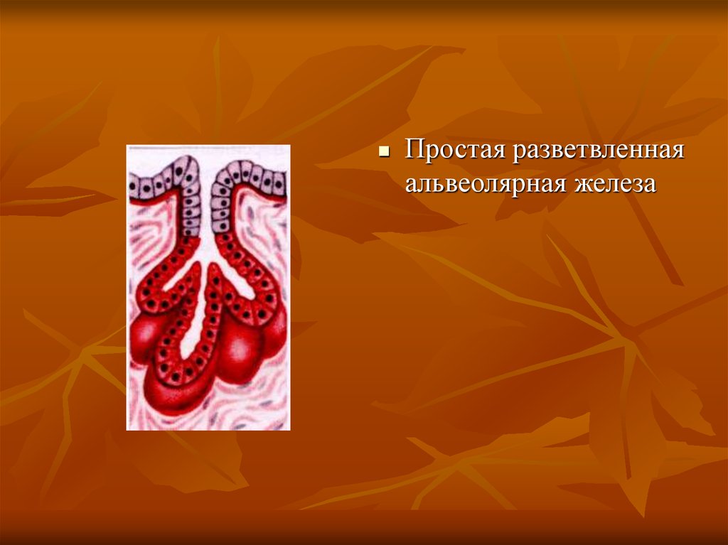 Простые трубчатые железы. Простая разветвленная альвеолярная железа. Простая альвеолярная разветвленная железа сальная железа. Альвеолярно-трубчатые железы. Простая неразветвленная трубчатая железа.