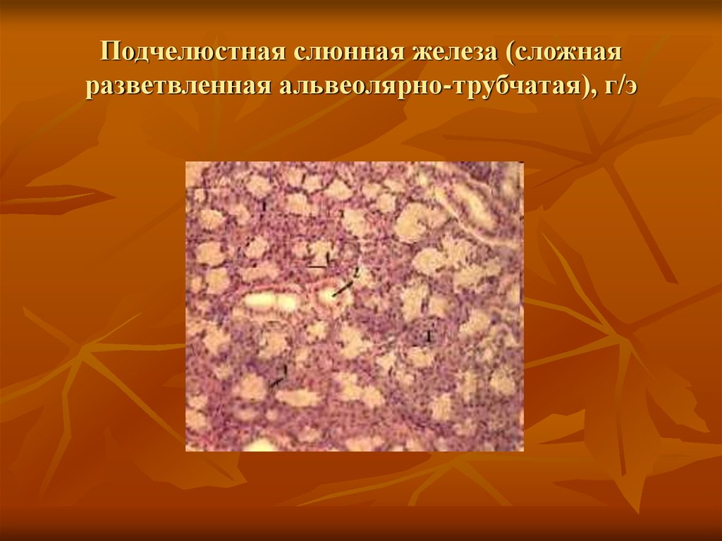 Подчелюстная железа. Сложная альвеолярно-трубчатая железа. Сложая разветвленная альвеолярнотрубчатая железа. Сложная альвеолярно-трубчатая железа поднижнечелюстная слюнная. Сложные разветвленные альвеолярно-трубчатые железы.