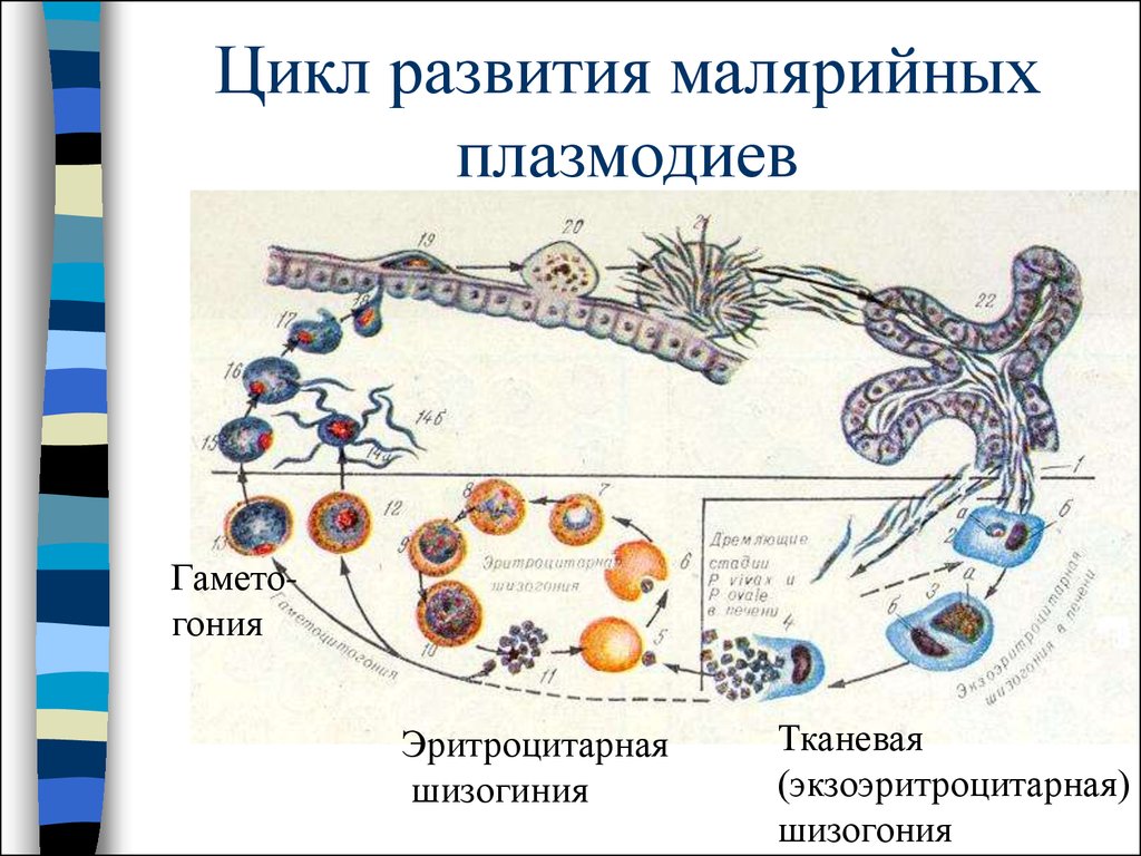 Цикл малярии. Эритроцитарная стадия развития плазмодиев. Цикл развития малярийного плазмодия шизогония. Малярийный плазмодий строение цикла. Малярия цикл развития малярийного плазмодия.
