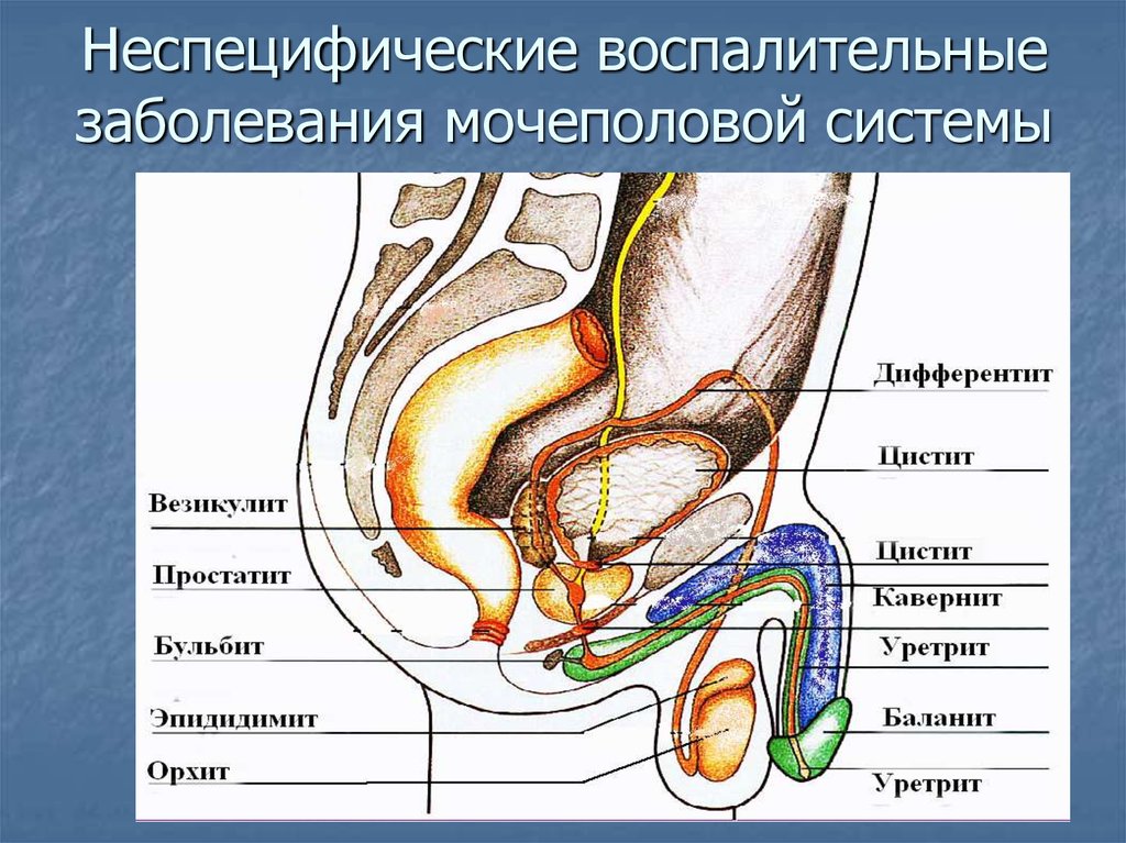Мочеполовые заболевания у мужчин. Строение мочеполовой системы. Анатомия мужской мочеполовой системы. Схема строения мочевыделительной системы мужчины. Мочевая система мужчины.