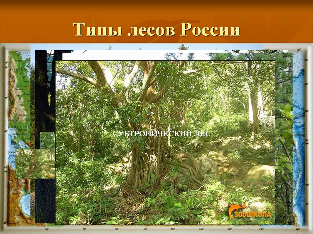 Типы лесов. Типы леса в России. Муссонные смешанные леса России. Муссонные леса виды лесов. Типы лесов России субтропические.