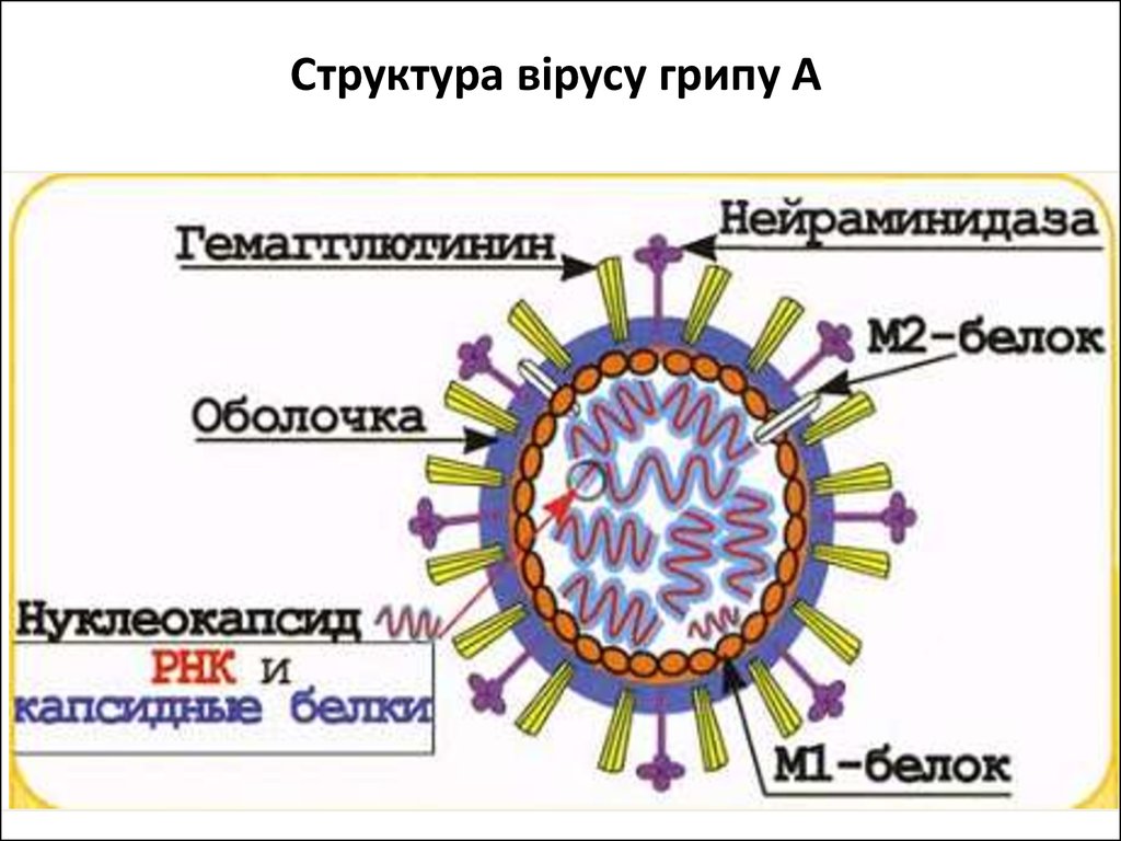 Вирус гриппа содержит. Антигенная структура вируса гриппа. Схема строения вируса гриппа. Схема строения вириона вируса гриппа. Антигенная структура гриппа микробиология.