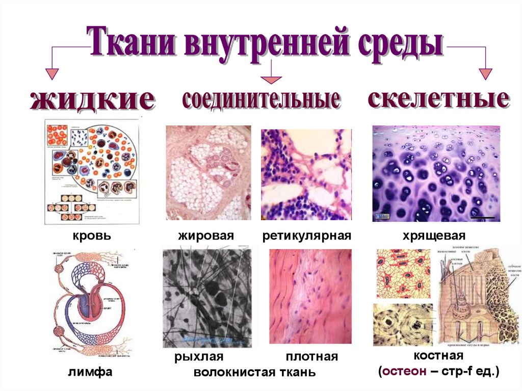 Соединительная ткань человека таблица. Классификация тканей внутренней среды. . Ткани внутренней среды (кровь, лимфа, соединительные ткани).. Классификация соединительной ткани гистология схема. Виды тканей внутренней среды.