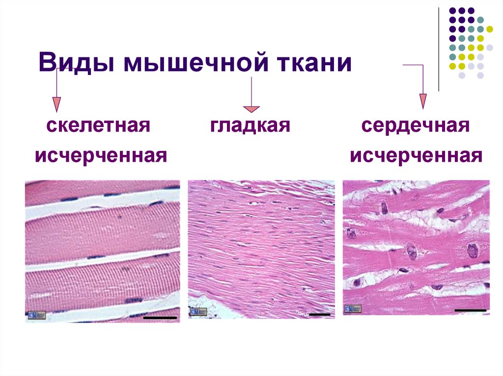 Паразитический образ жизни три слоя гладкой мускулатуры. Скелетная сердечная и гладкая мышечная ткань. Гладкая мышечная ткань и Скелетная мышечная ткань. Гладкая мускулатура гистология. Гладкая мышечная ткань гистология.