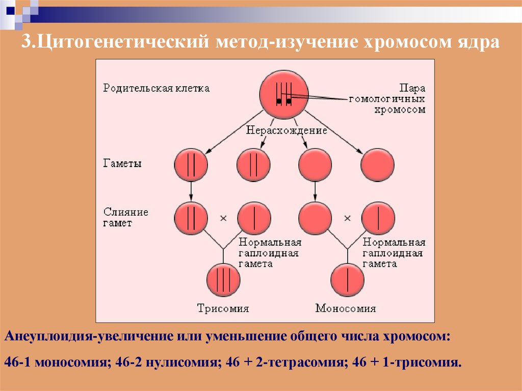 Изучение хромосом. Цитогенетический метод наследования. Методы исследования хромосом. Цитогенетические методы исследования хромосом. 3. Цитогенетический метод..