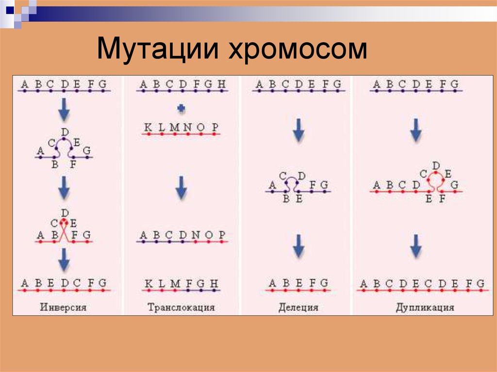 Удвоение участка хромосомы какая мутация. Хромосомные мутации дупликация. Хромосомные мутации делеция дупликация инверсия транслокация. Хромосомные мутации делеции дупликации инверсии транслокации. Типы хромосомных мутаций.