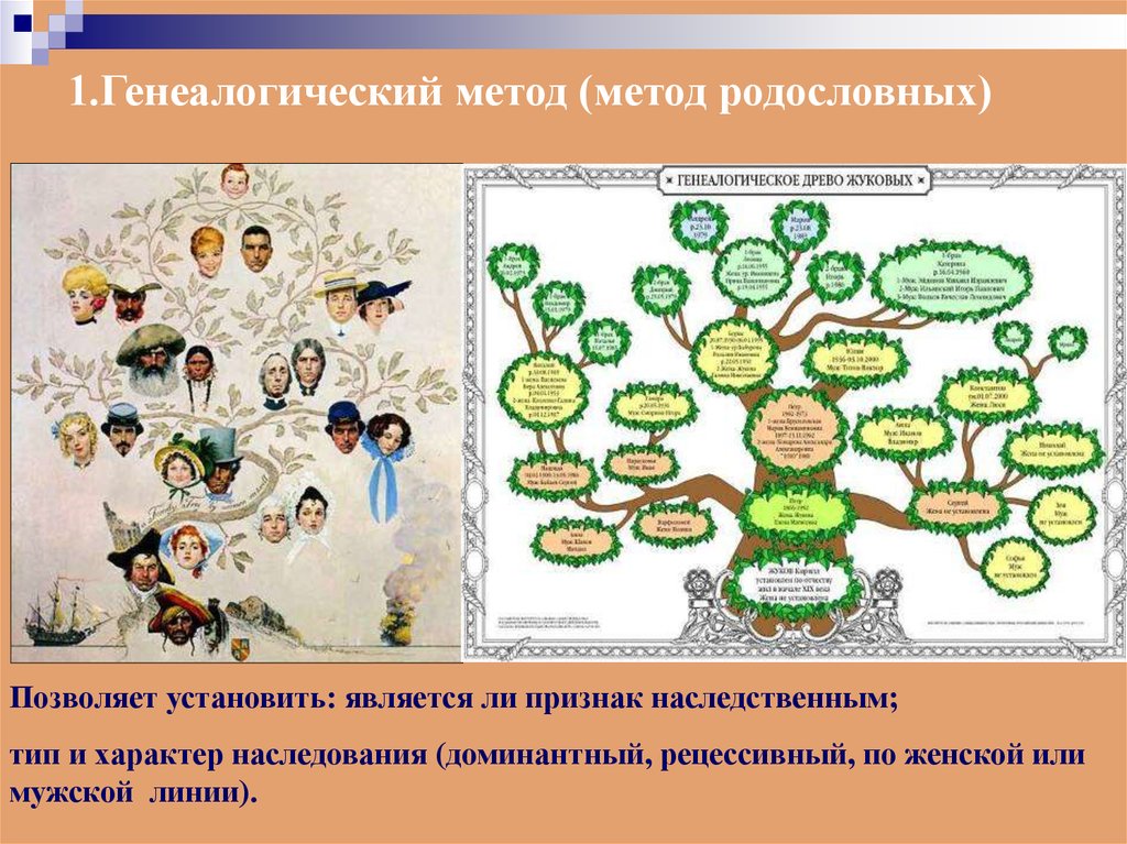 Генеалогический. Методы биологии генеалогический. Генетика генеалогический метод. Генеалогическое исследование. Генеалогический метод это в биологии.