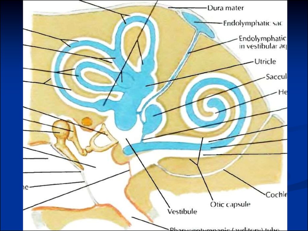 Центры зрения и слуха. Decompression of the endolymphatic sac in Meniere's disease.