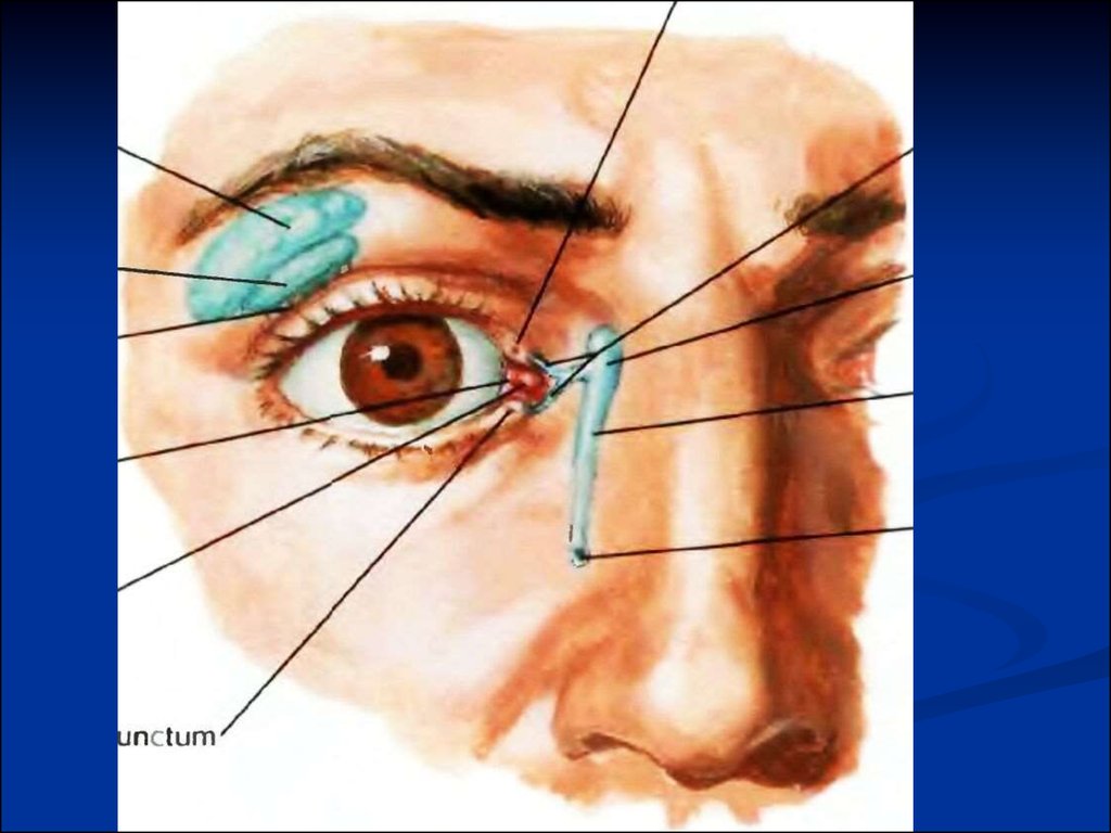 Органы зрения обоняния. Сенсорная система. Нарушение зрения, слуха, обоняние , вкуса. Круговая информация слух, обоняние зрения.