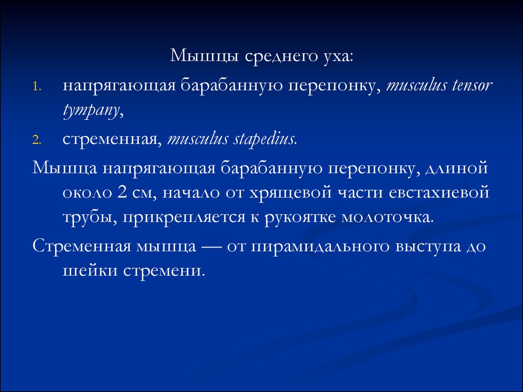 Мышца напрягающая барабанную. Мышца напрягающая барабанную перепонку. Стременная мышца.