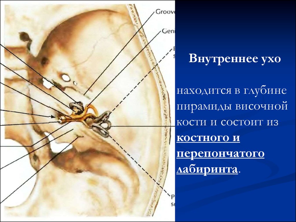 Среднее и внутреннее ухо расположены в. Внутреннее ухо височная кость. Костный Лабиринт височной кости. Внутреннее ухо в пирамиде височной кости. Анатомия внутреннего уха височной кости.