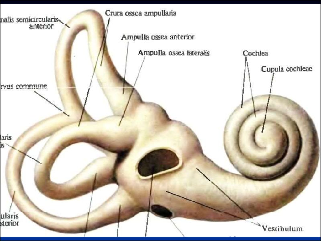 Внутреннее ухо 8. Улитка преддверие полукружные каналы. Костный Лабиринт внутреннего уха (улитка). Fenestra cochleae анатомия. Внутреннее ухо костный Лабиринт.