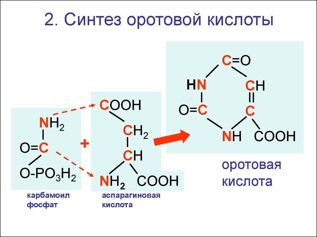 Синтез 2 0. Оротовая кислота Синтез. Схема синтеза оротовой кислоты. Аспарагиновая кислота кислота Синтез. Аспарагиновая кислота h2o o2.