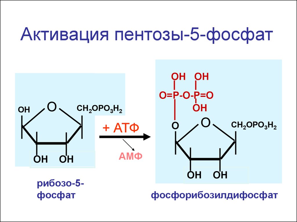 Синтезируется цепь содержащая рибозу. Рибозо 5 фосфат ФРПФ. Образование рибозо 5 фосфат. Схему образования рибозо-5-фосфата. Синтез гистидина из рибозо 5 фосфат.