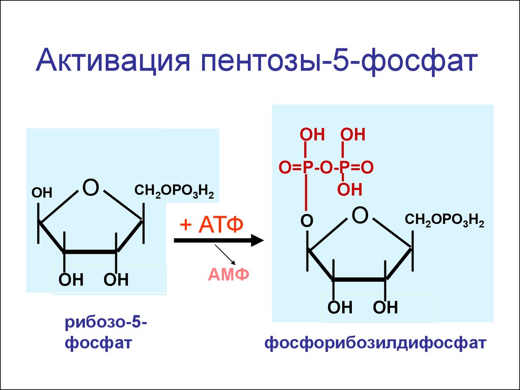 Рибозо 5 фосфат