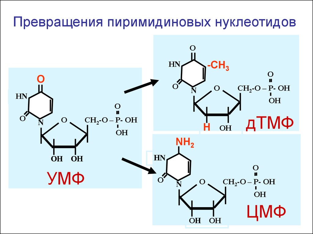 Схема образования 5 цмф