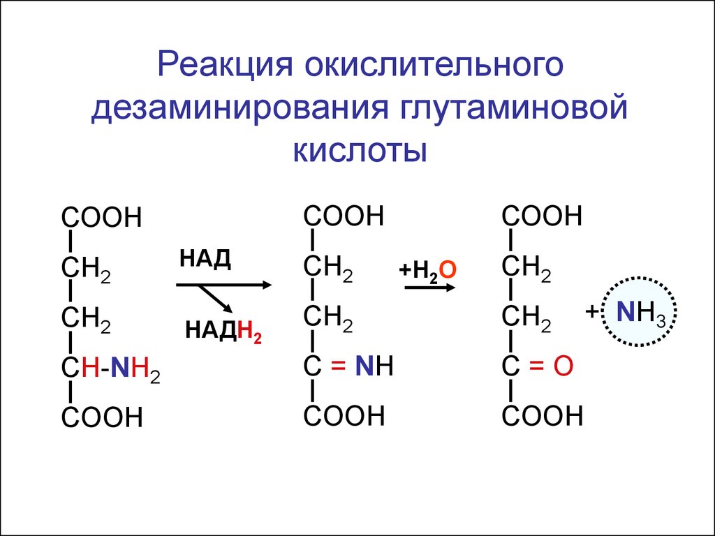 Реакция in vivo. Окислительное дезаминирование глутаминовой. Окислительного дезаминирования глу. Реакции окислительного дезаминирования глутаминовой кислоты in vivo. Реакция декарбоксилирования глутаминовой.