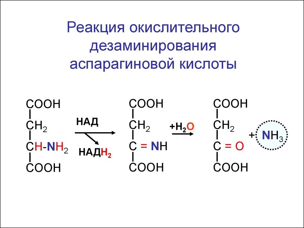 Напишите реакцию образования. Реакция окислительного дезаминирования аспарагиновой кислоты. Аспарагин окислительное дезаминирование. Дезаминирование аспарагиновой кислоты. Окислительное дезаминирование аспарагиновой кислоты.