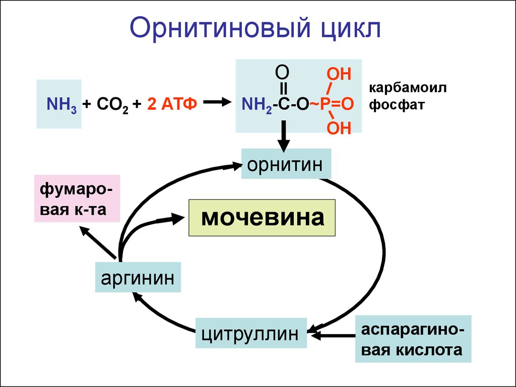 Схема основные этапы метаболизма аммиака в организме