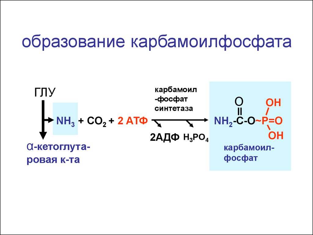 Nh3 co2. Реакция синтеза карбамоилфосфата. Синтез карбамоилфосфата глутамин. Nh3 co2 АТФ АДФ карбамоилфосфат. Nh3+co2+АТФ карбамоилфосфат.