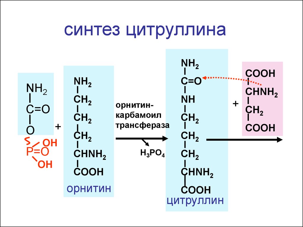 Синтез 3. Синтез аргинина из цитруллина. Цитруллин формула Синтез. Орнитин в цитруллин.