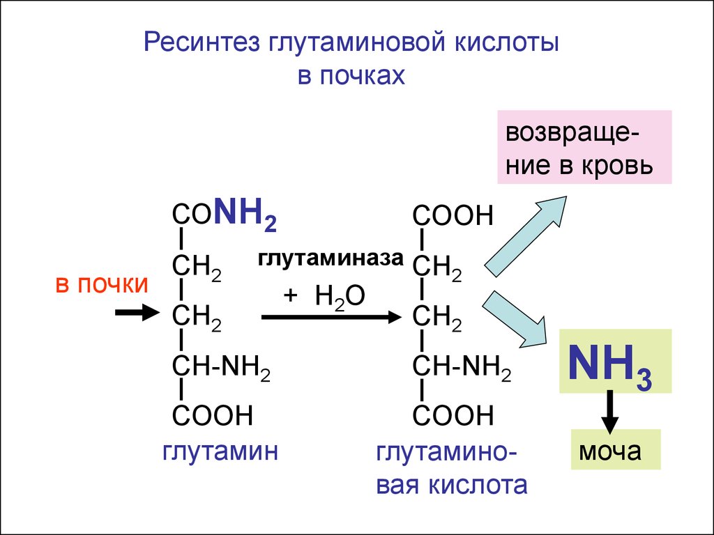 Глутамин что это. Глутамин трансаминирование. Глутаминовая кислота трансаминирование. Трансаминирование глу. Синтез глутаминовой кислоты.