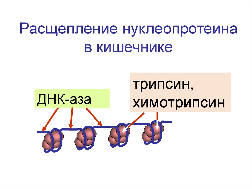 Синтез и расщепление. Расщепление трипсином. Химотрипсин расщепляет белки. Расщепление нуклеопротеинов. Нуклеопротеин тонкой кишки.