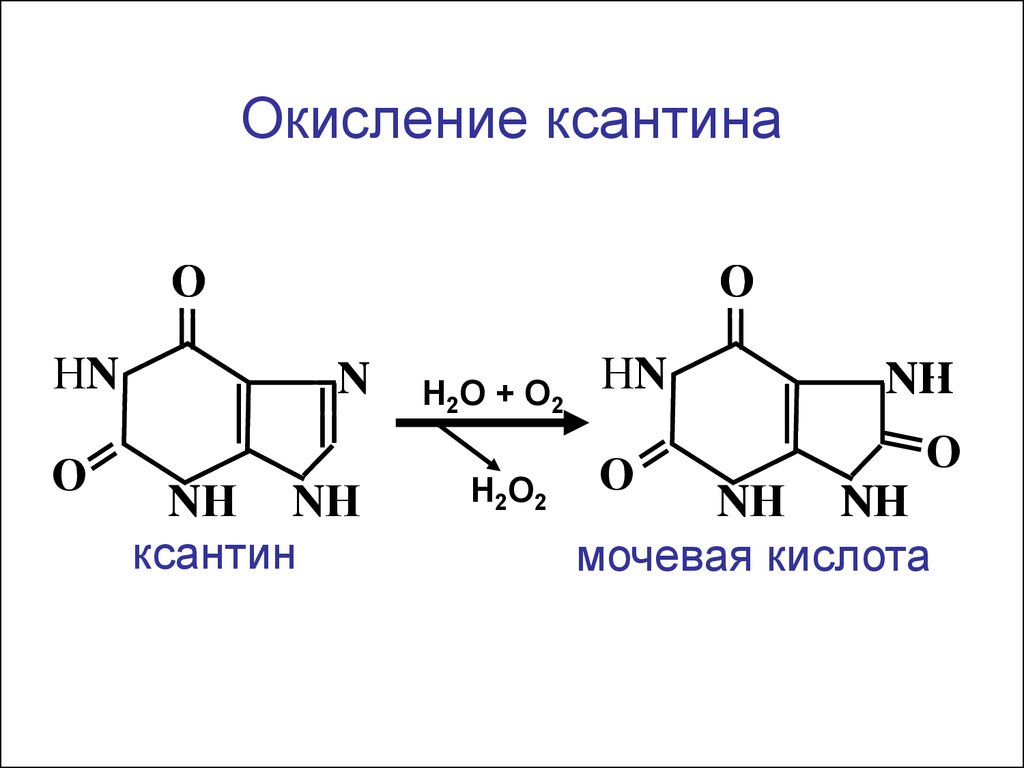 Гипоксантин. Ксантин биологическая роль. Ксантин и гипоксантин. Гипоксантин ксантин мочевая кислота. Ксантин окисление.