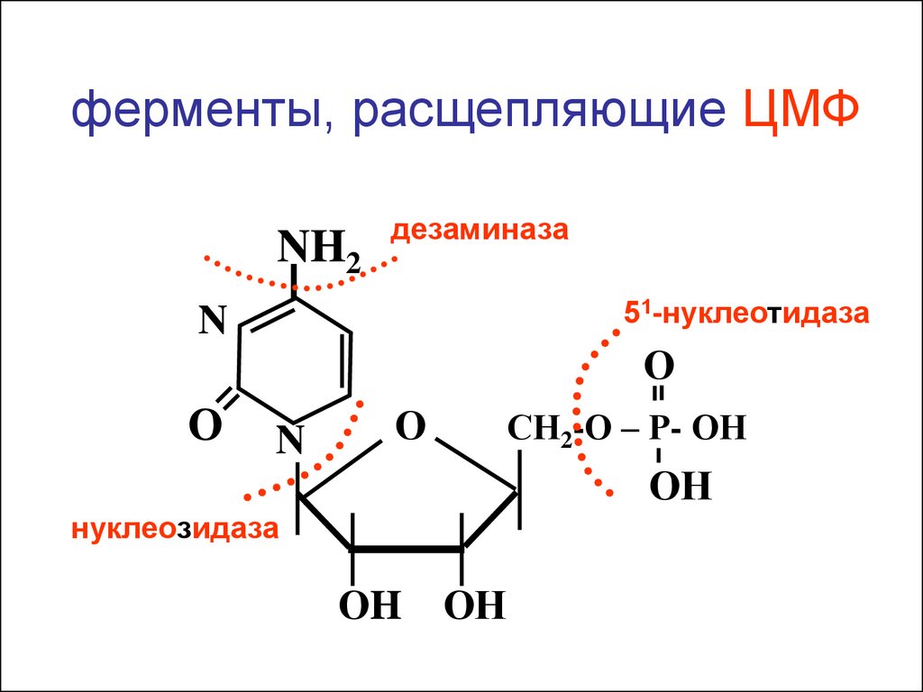 Схема образования 5 цмф