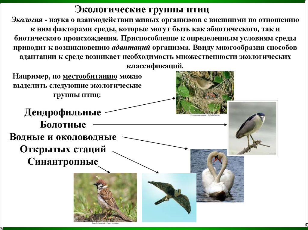 Адаптивные особенности строения птиц - презентация онлайн