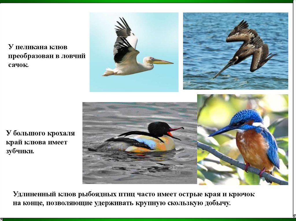 Какие птицы пищат. Клюв рыбоядных птиц. Птицы ихтиофаги. Типы питания птиц. Клювы птиц и примеры.