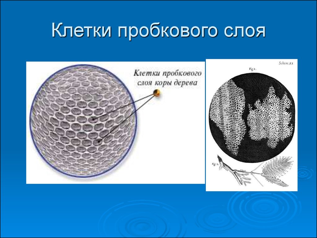 Клетки коры. Клетки пробкового дерева. Кора пробкового дерева под микроскопом. Клетки пробкового дерева под микроскопом. Срез пробки под микроскопом.