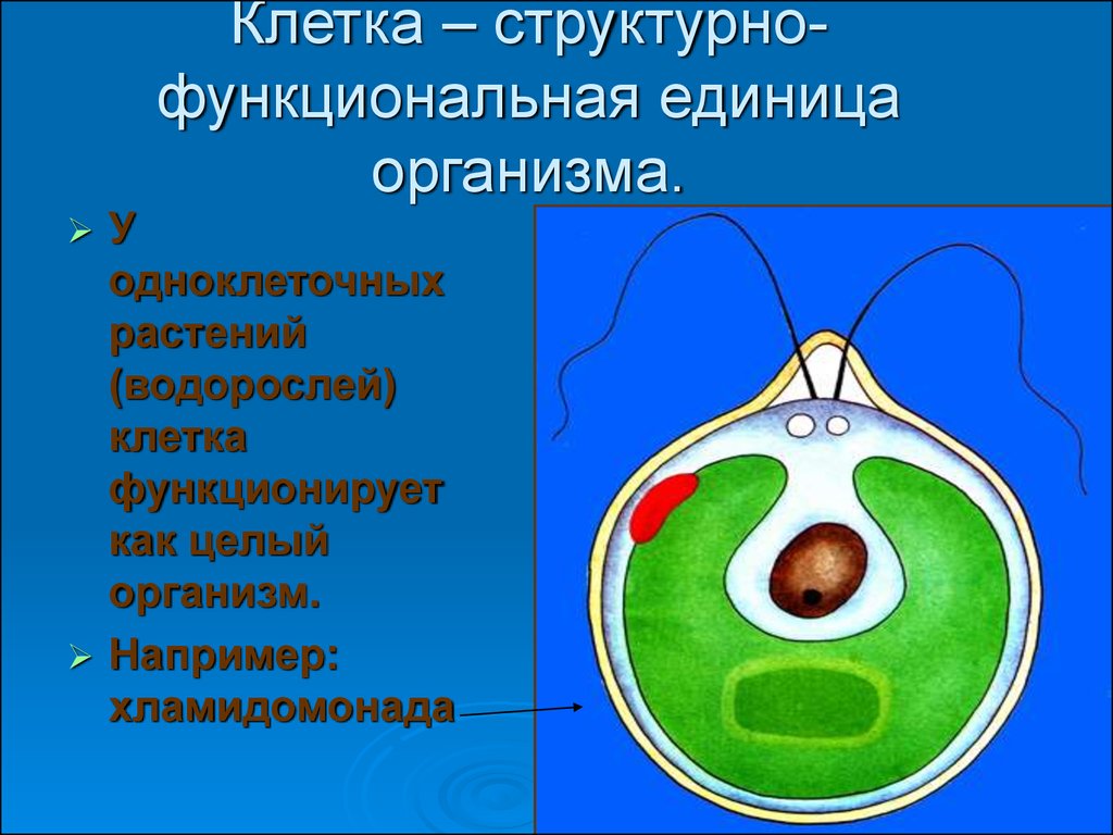 Клетка единица организма. Структурные единицы клетки. Клетка структурная и функциональная. Клетка структурная единица организма. Клетке это структурно-функциональная.