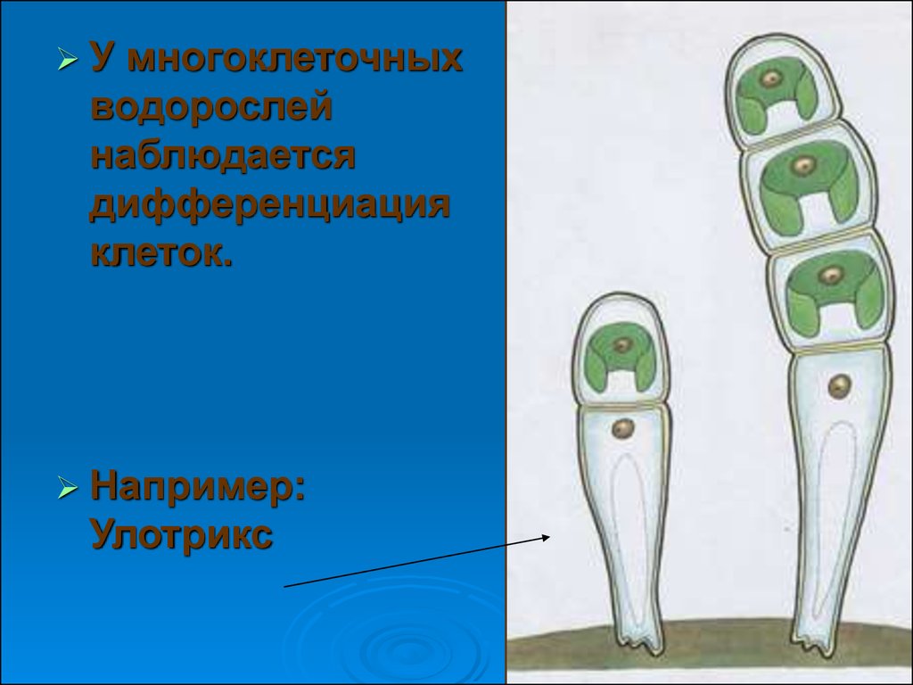 Строение многоклеточных. Улотрикс строение. Улотрикс строение рисунок. Улотрикс строение клетки. Дифференциация клеток растений.