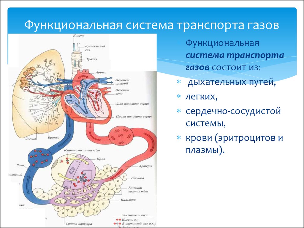 Центры управления сердечно сосудистой дыхательной. Транспорт газов физиология дыхания. Клиническая физиология дыхательной системы. Дыхательная система и кровь. Функциональная система физиология.