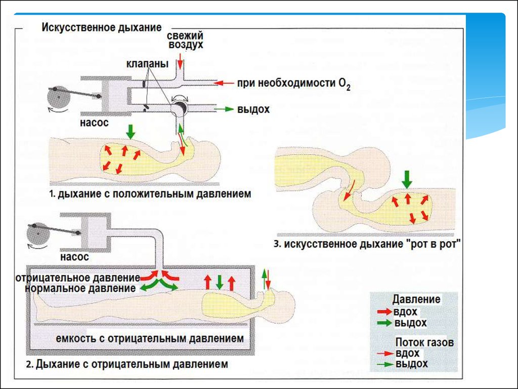 Дыхание транспорт газов