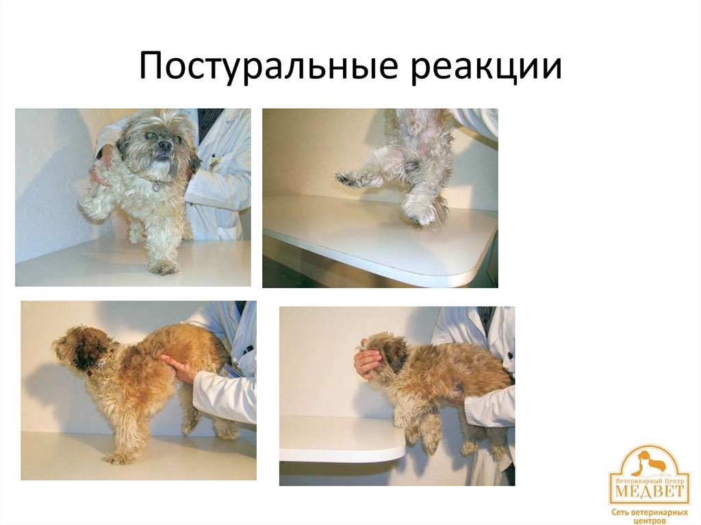 Постуральные реакции