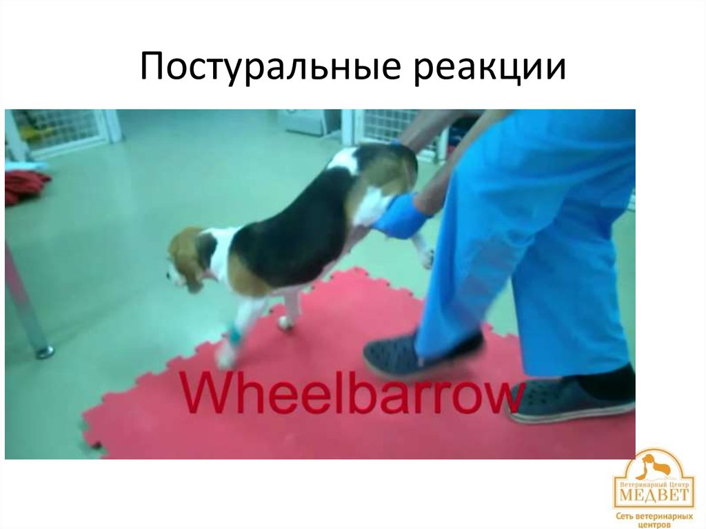 Постуральные реакции