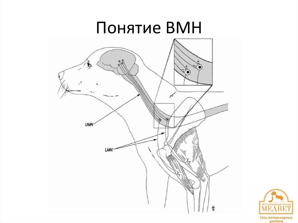 Понятие ВМН