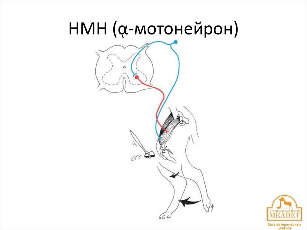 НМН (ᾳ-мотонейрон)